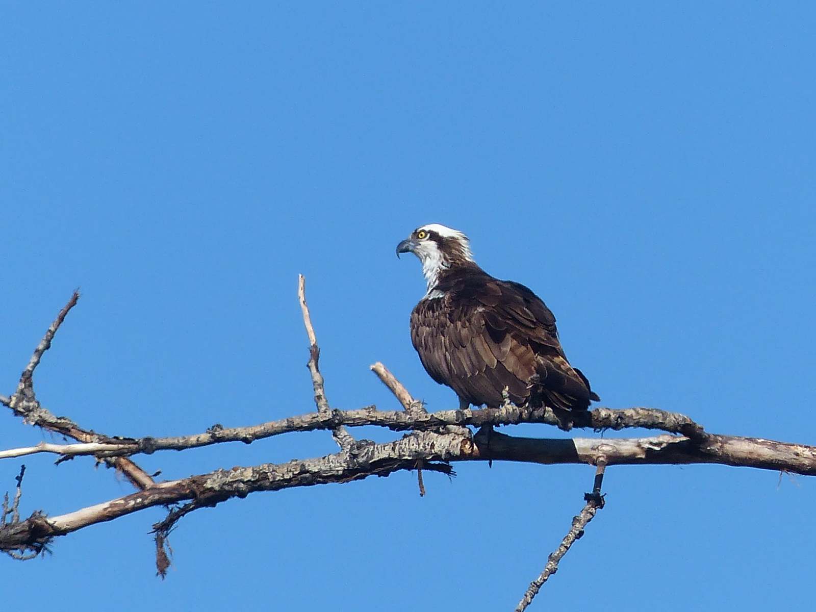 Osprey