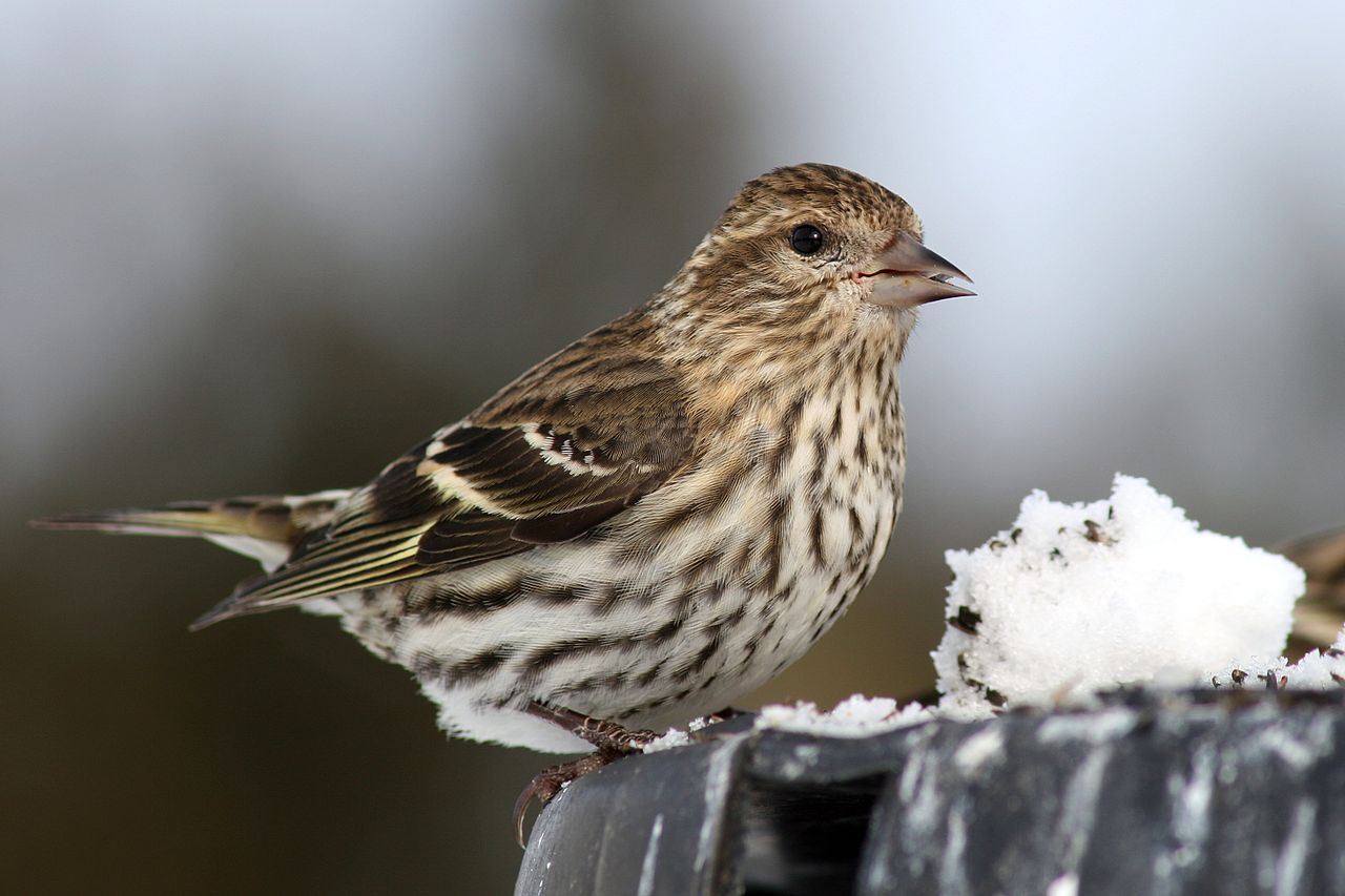 1280px-Pine_Siskin_Female_(10743)-Relic38 - A Rocha