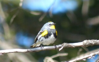 Audubons Warbler