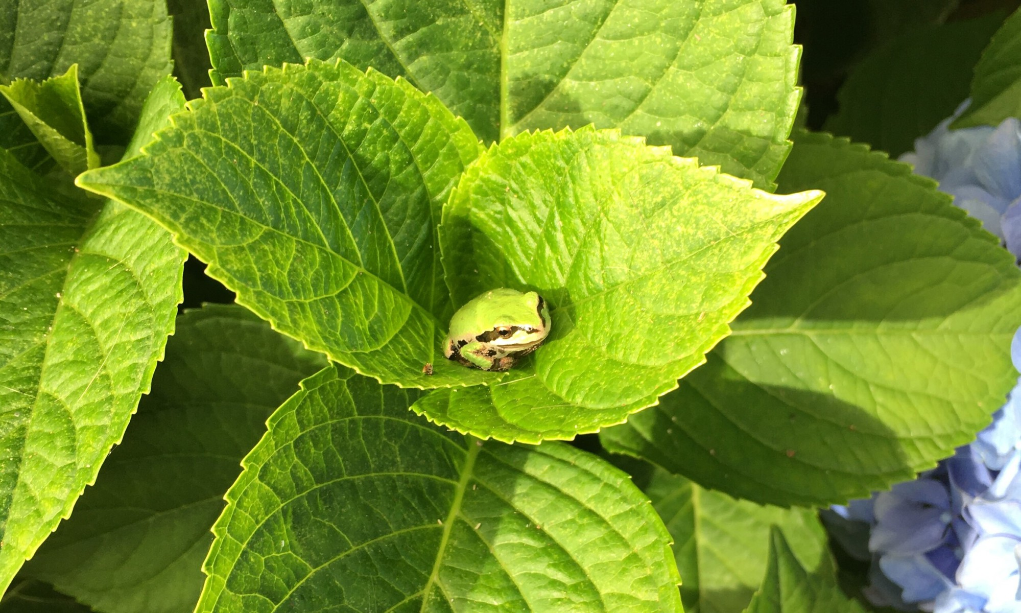 Frog Pacific treefrog perched on hydrangea leaves