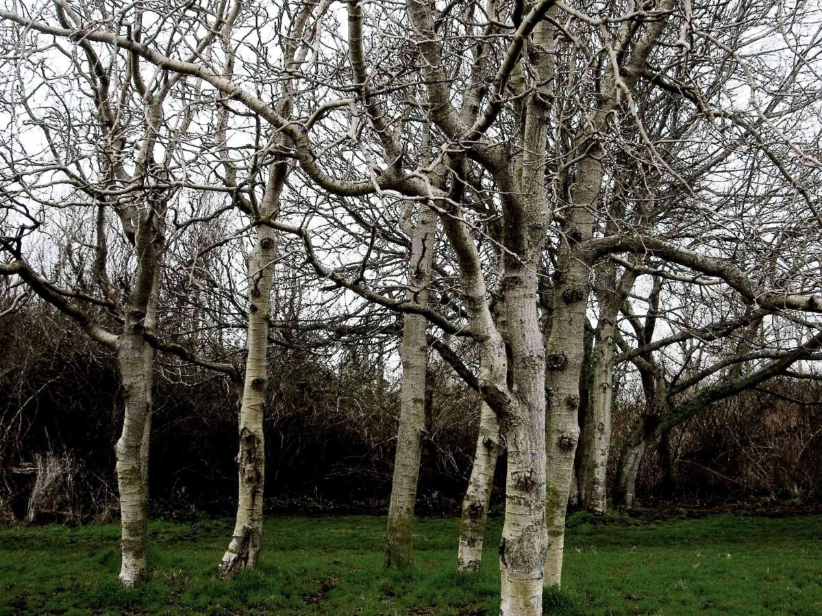Bare trees in the winter