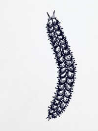 IMG_2273 Sketch of a marine worm patterned with tightly-fitting scales and bristling chaetae.