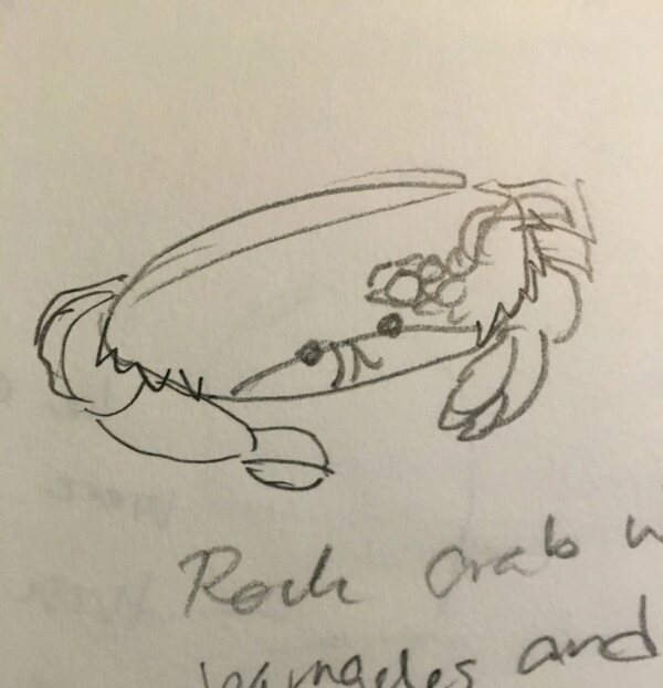 IMG_2845 hasty sketch of a rock crab with barnacles on its back.