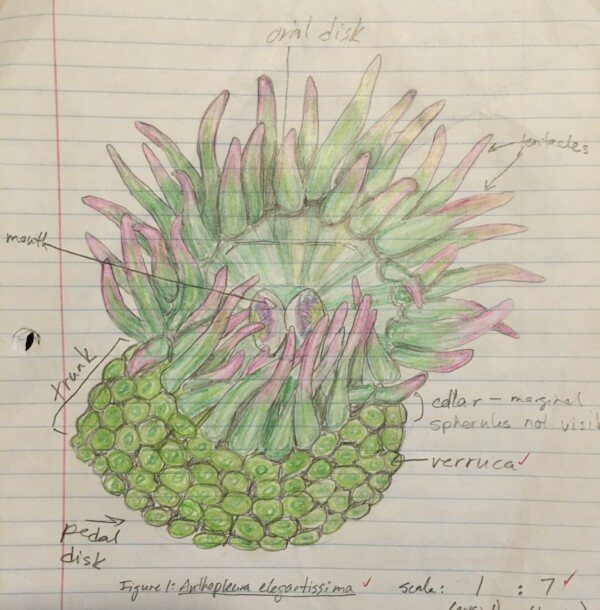 IMG_2848 a sketch of a green anemone with pink tips on its tentacles, labeled to show its anatomy.