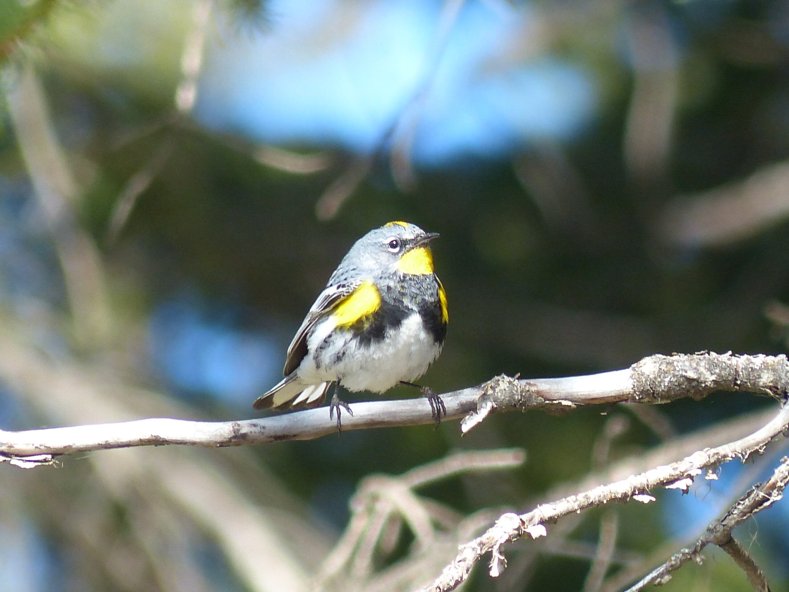 Annual Houston Bird Blitz - A Rocha