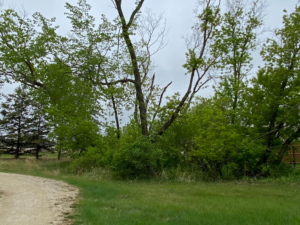 Gravel path with grass on each side and sparse trees. Cloudy sky.
