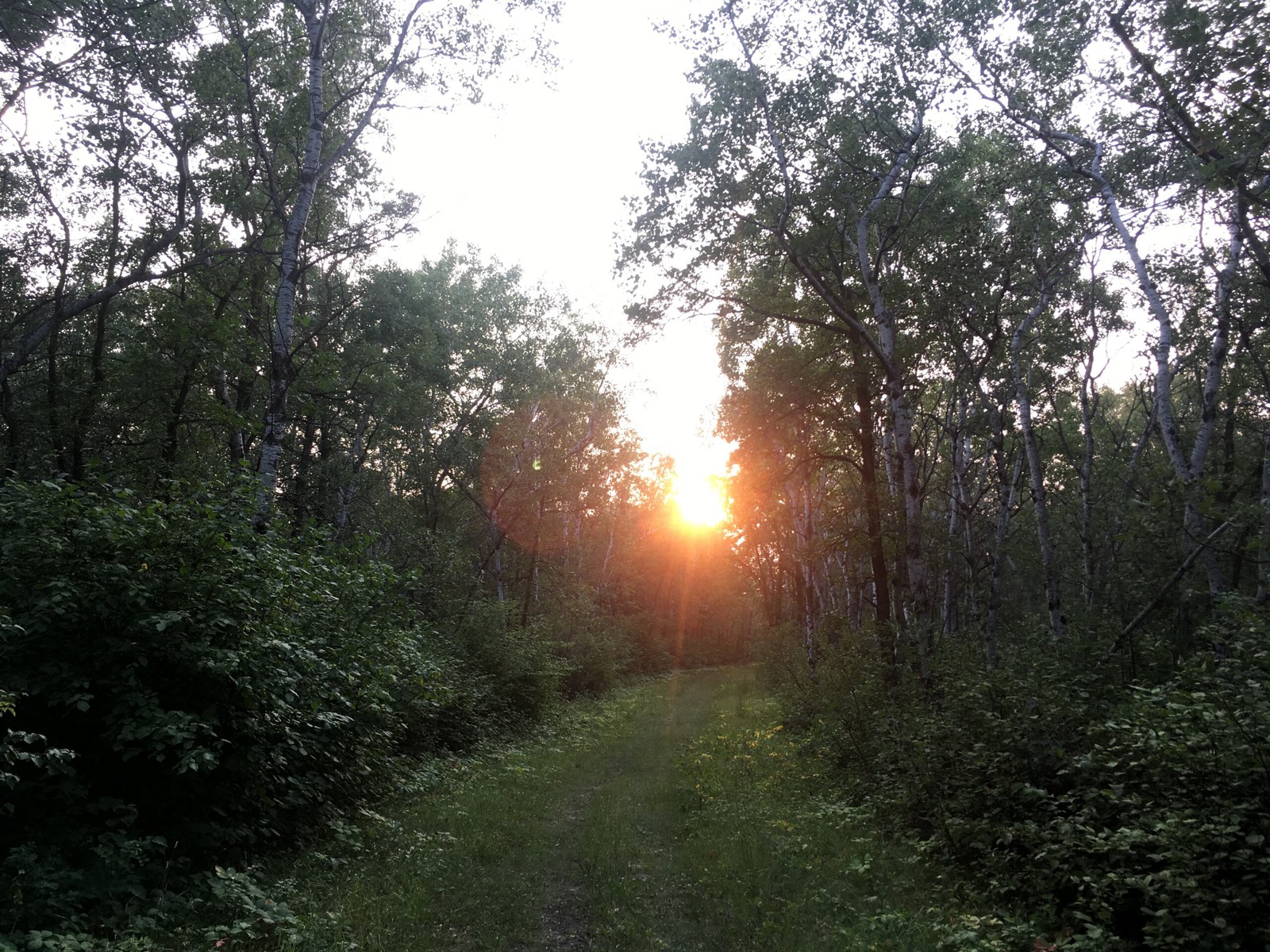 A trail in the forests, with sun beaking through the trees.