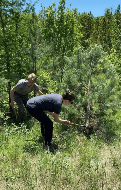 Woman cutting town Scots Pine tree, and young man pulling small tree behind her.