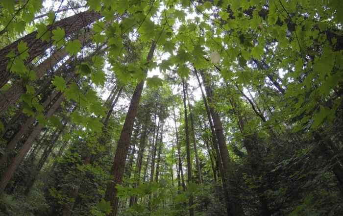 Wide shot of trees in a forest