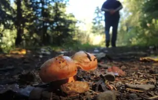 Mushroom on a dirt path with someone walking away in the background