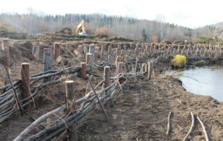 riparian restoration