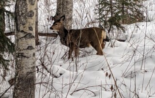 mule deer in winter