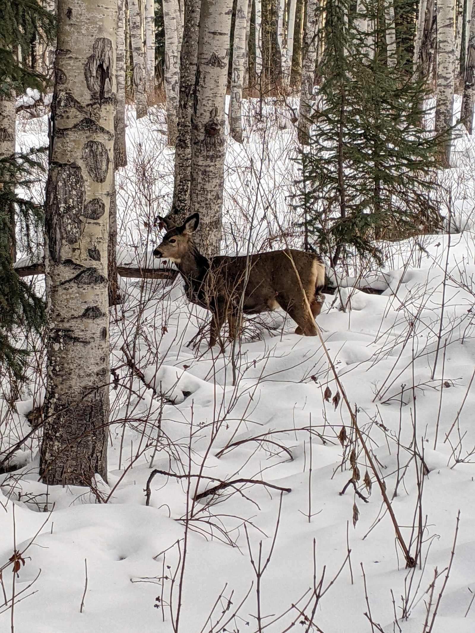 mule deer in winter