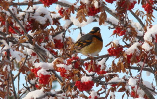 wildlife birds varied thrush in winter