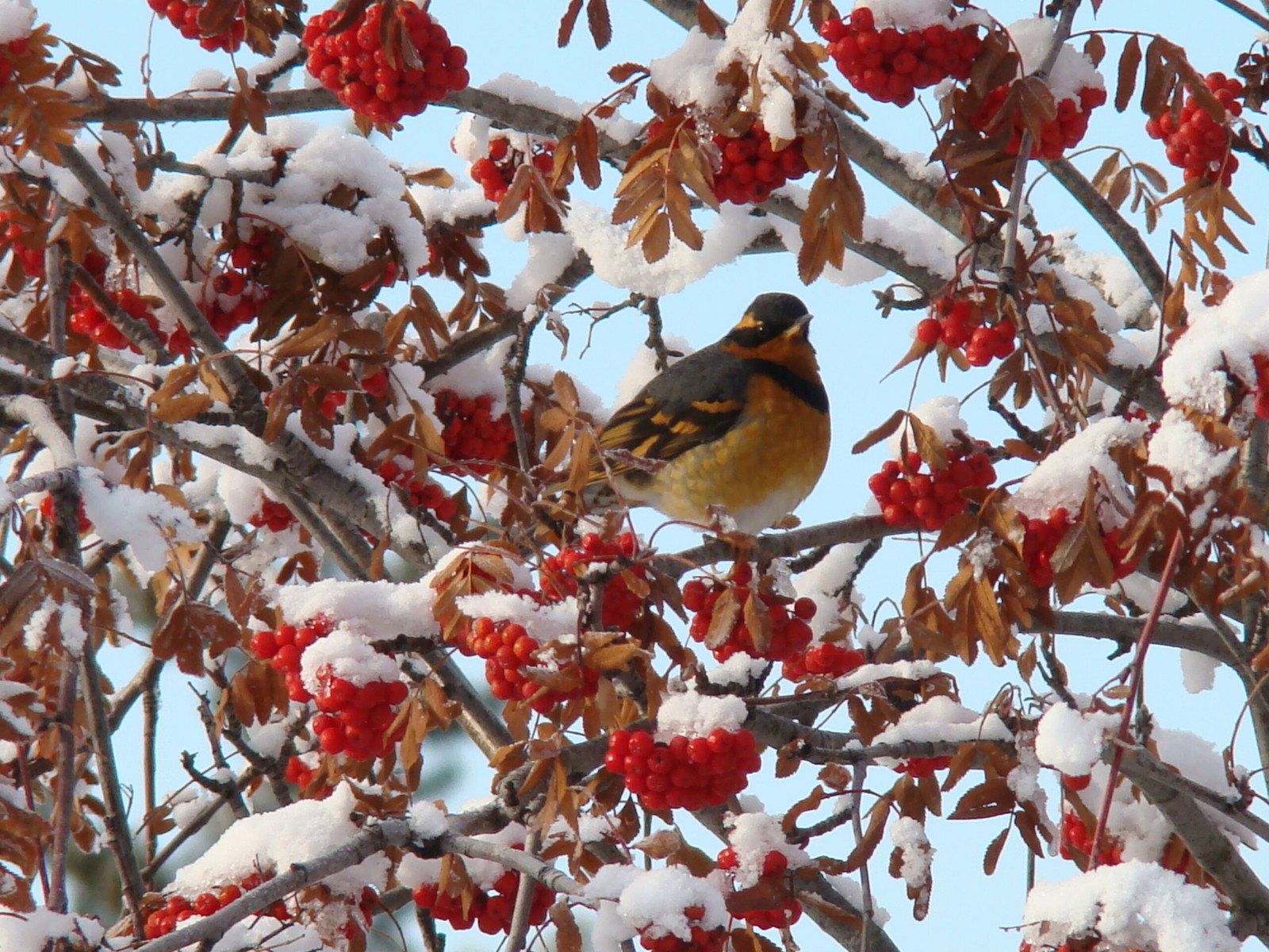 wildlife birds varied thrush in winter