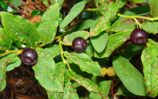 huckleberries and green leaves on plant