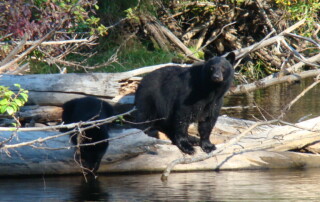black bear on log by creek