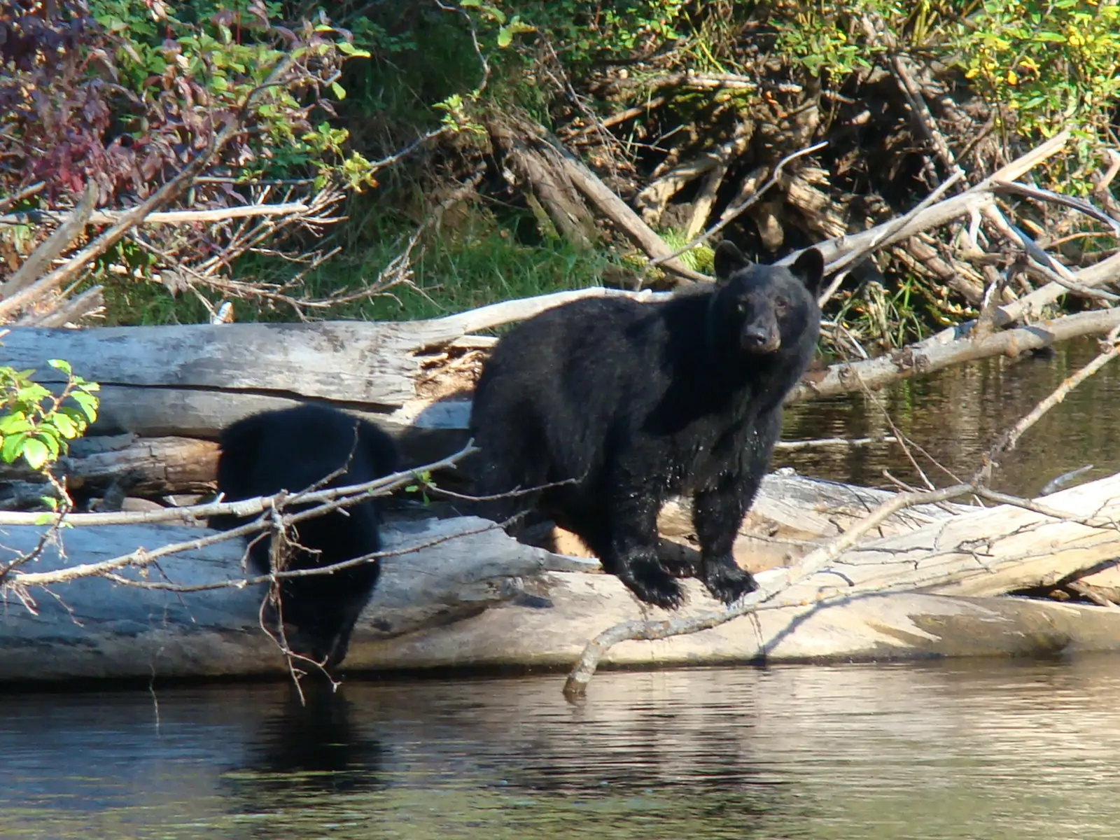 black bear on log by creek