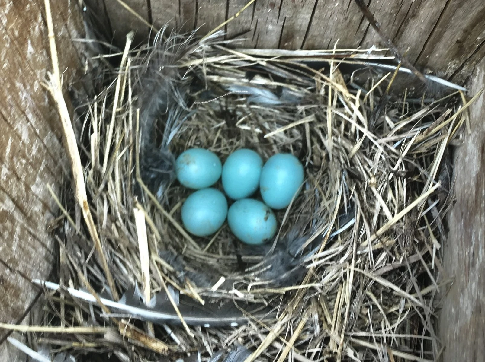 Mountain birdbird eggs in nest box