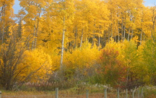 yellow leaves and trees in autum