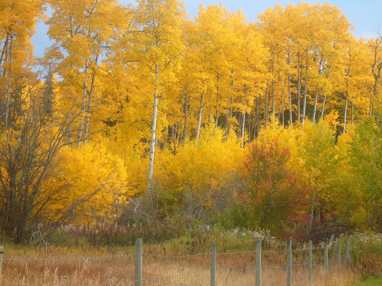 yellow leaves and trees in autum