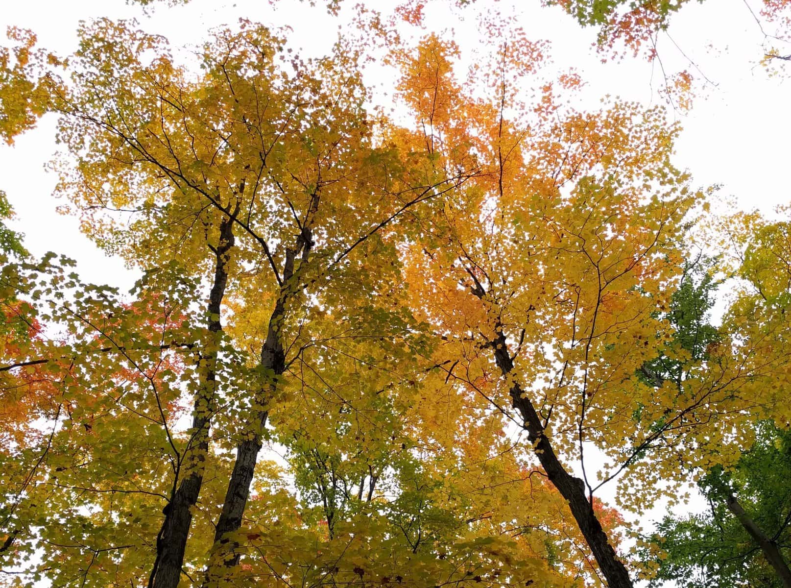 Trees in Autumn, with leaves ranging in colour from green, yellow and orange.