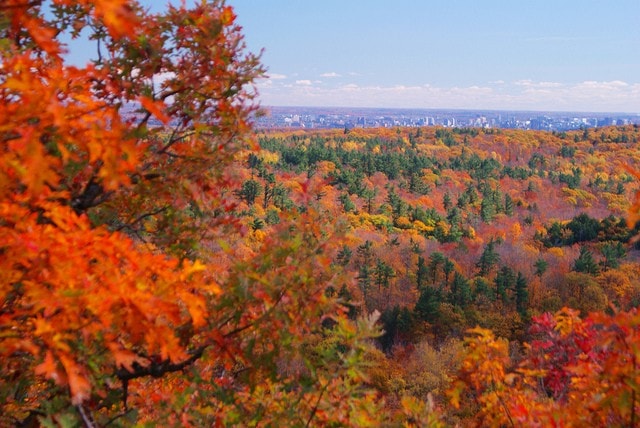 Landscape view of forest in autumn, and trees are very bold shades of red, orange, yellow and green.