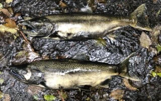 Chinook of the Tatalu River