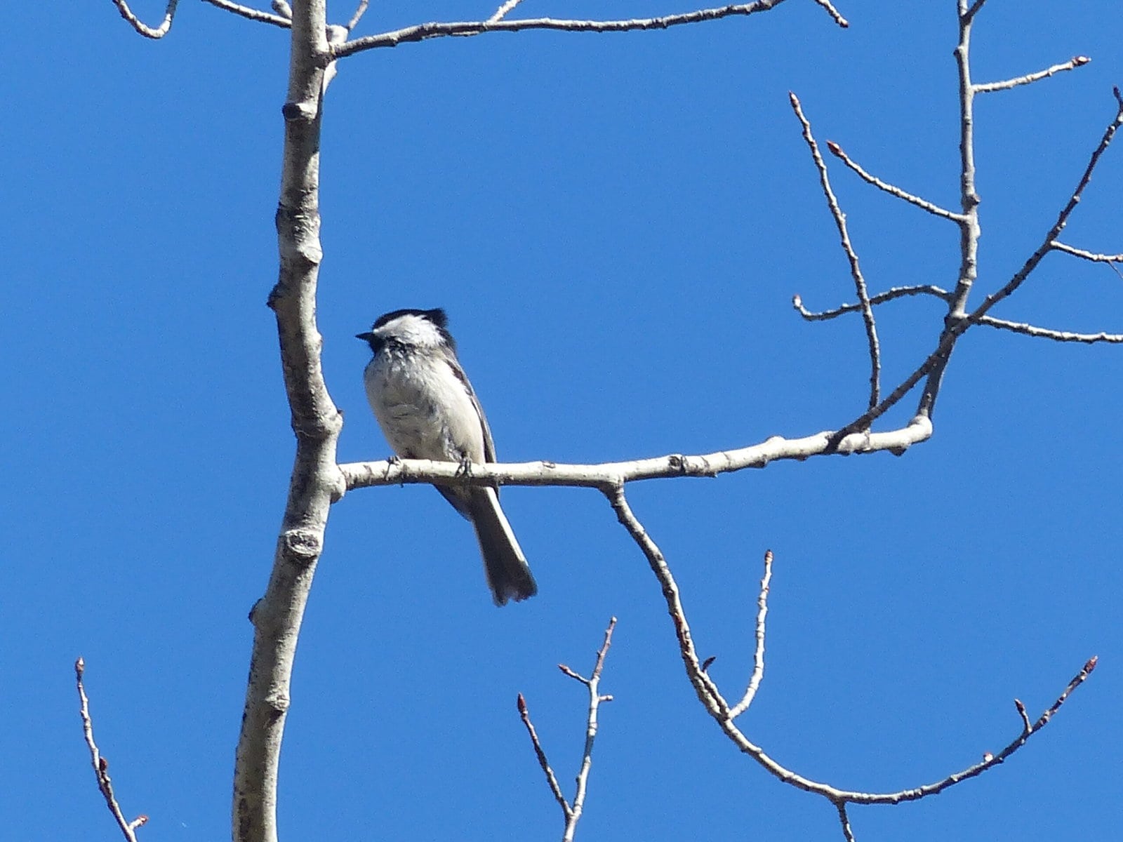 Black capped chickadee sitting on branch with blue sky background