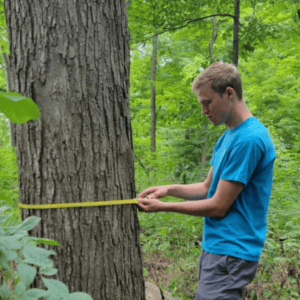 Jeremy measuring a tree.