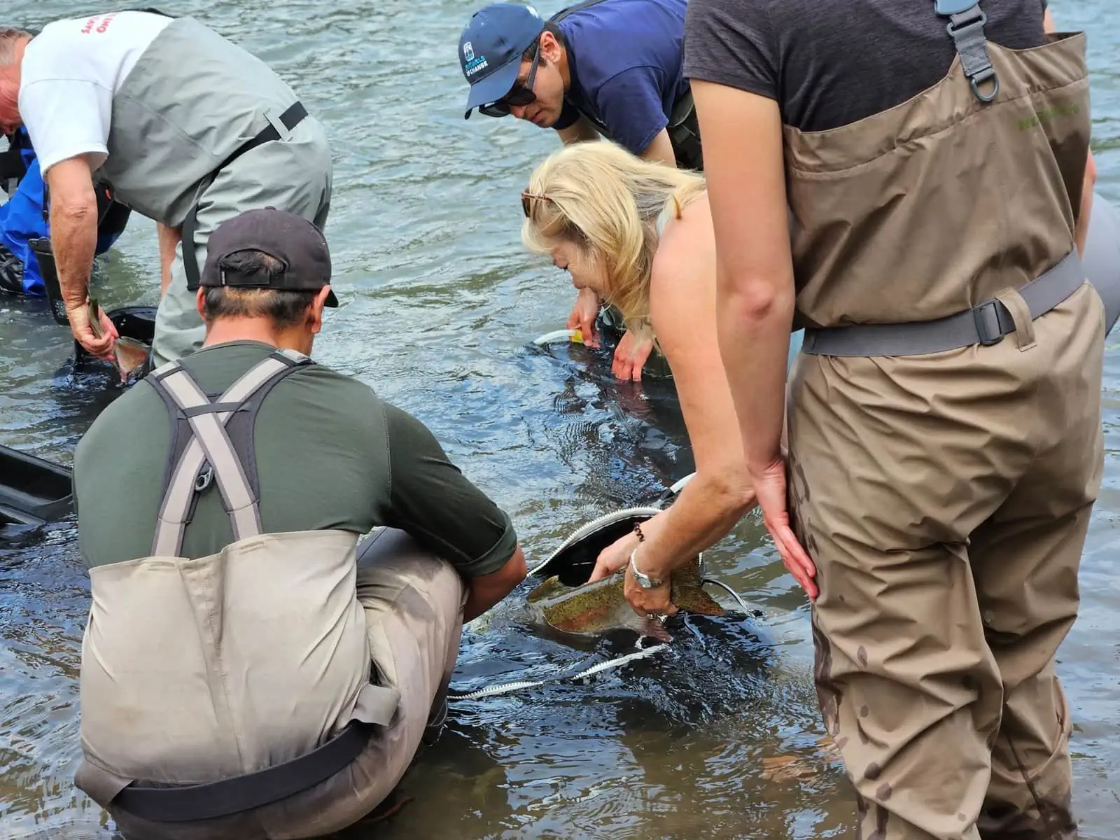 conservation staff and volunteers release steelhead out of net into river