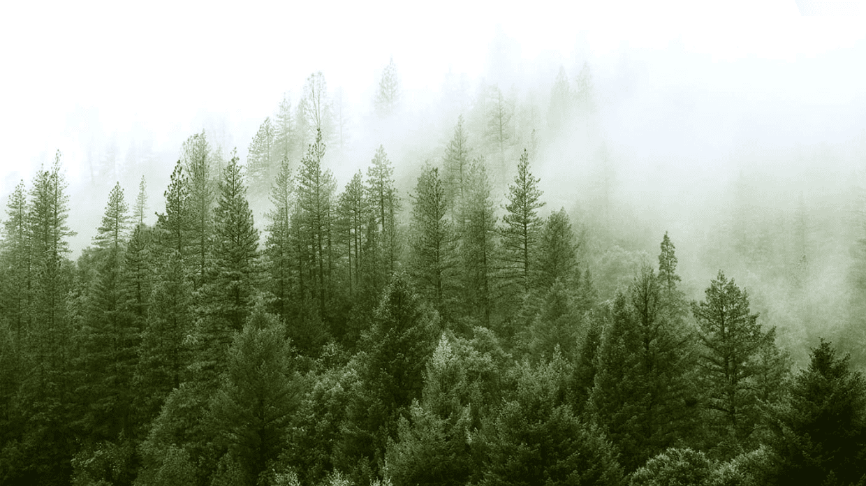 Forest in mist