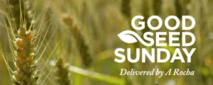 Good Seed Sunday long