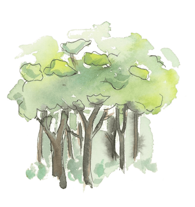 forest image GoodSeedSunday page