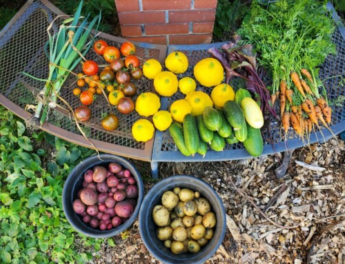 Summer in the Garden