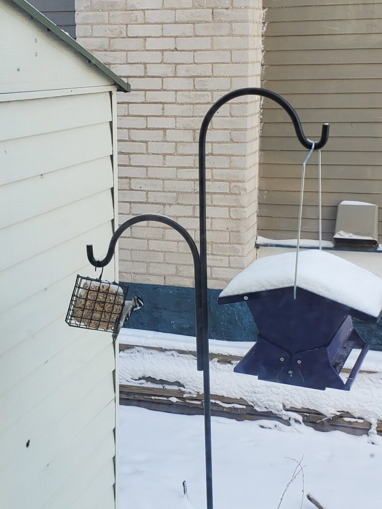 a woodpecker on a suet cage outside in the snow