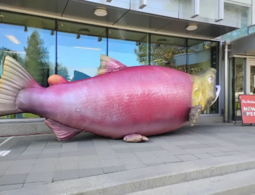 Caught Up in a Whirlwind of Salmon