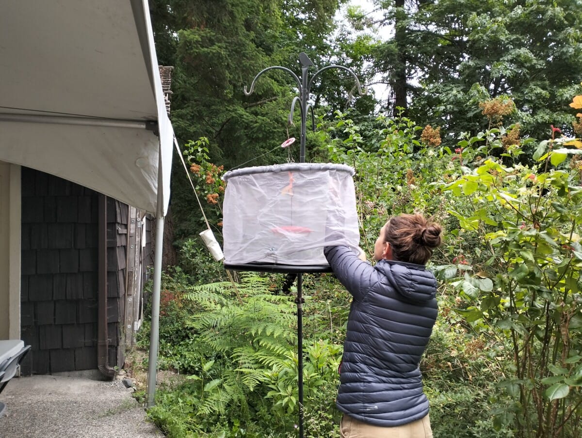 Buzzing With Excitement: Hummingbird Research at A Rocha BC - A Rocha ...