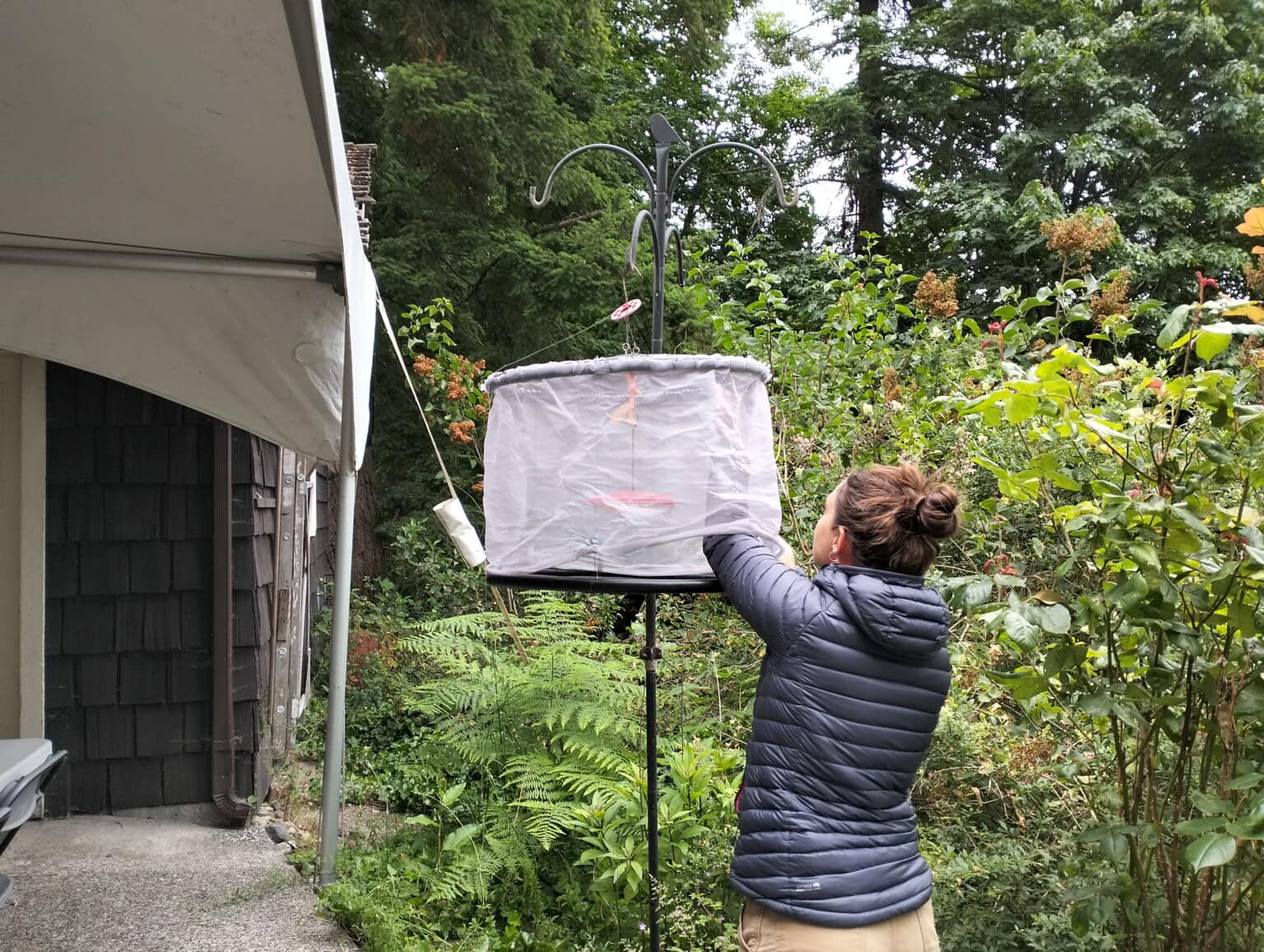 Buzzing With Excitement: Hummingbird Research at A Rocha BC - A Rocha