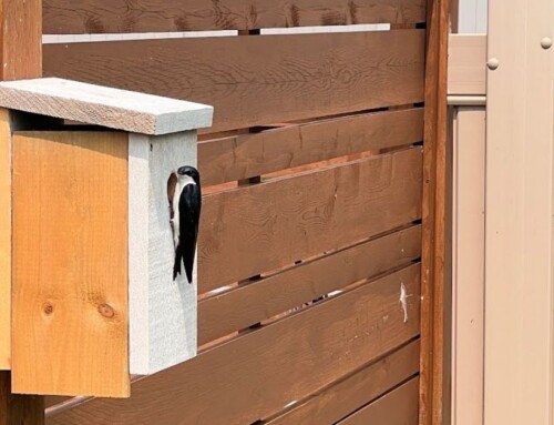 An Antidote to Despair: When Conservation Takes Flight in Your Backyard