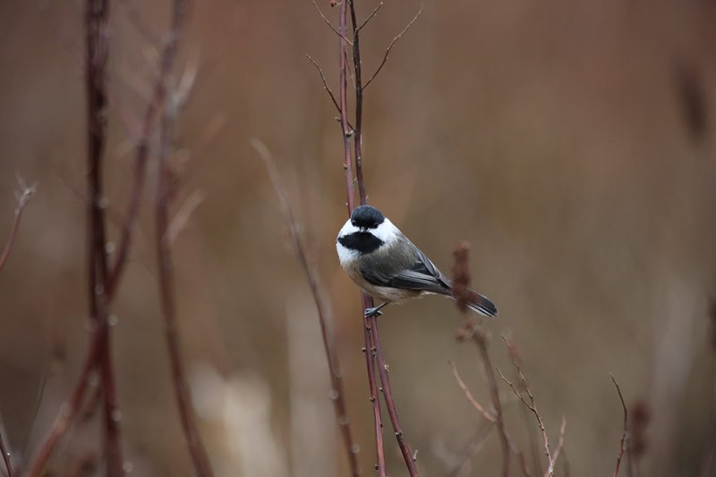 a chickadee perched on a slim branch
