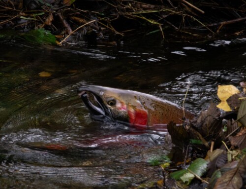 A Way Home: Breaking Barriers for Salmon in Surrey and Langley