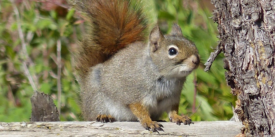 squirl