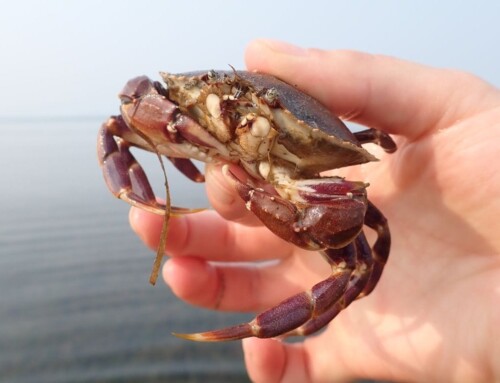 The Exciting Ordinary