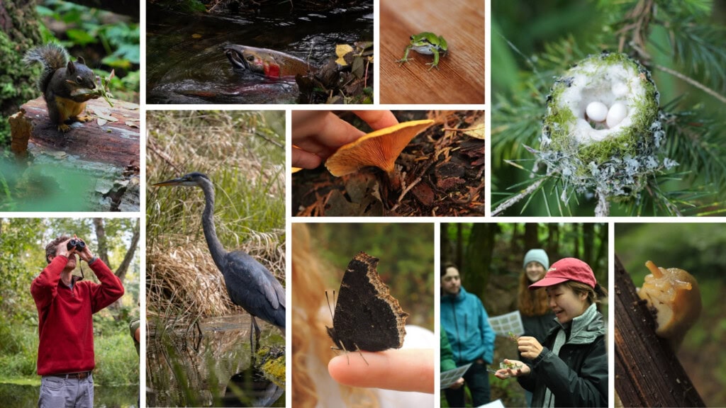 Collage of flora and fauna and people engaged in citizen science activities
