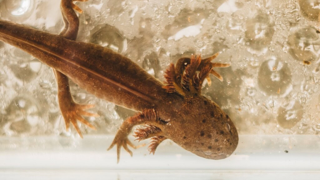 Close up image of a salamander