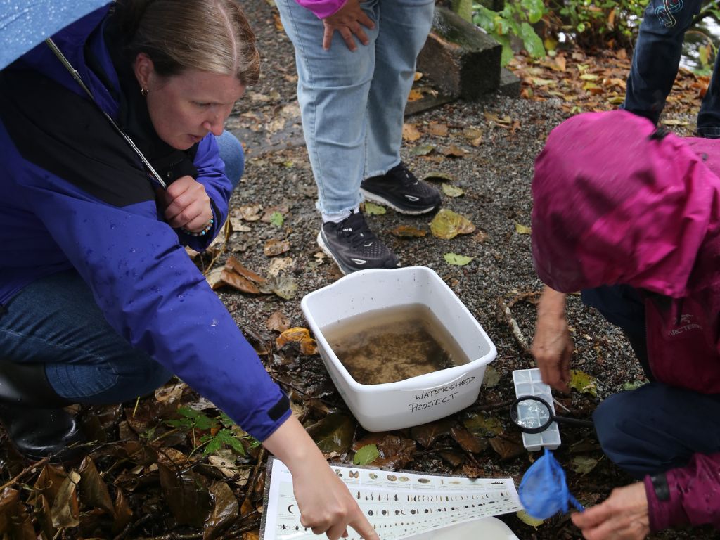 Two people outdoors with a stream sample trying to identify the species of invertebrates they have collected