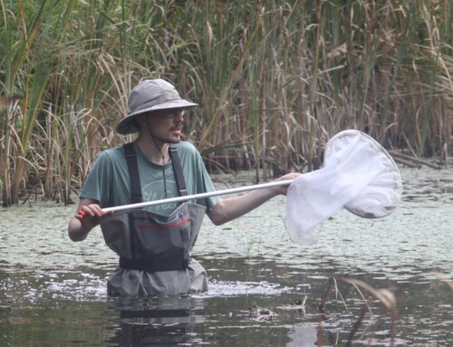 New Damselfly Species Record for Metro Vancouver