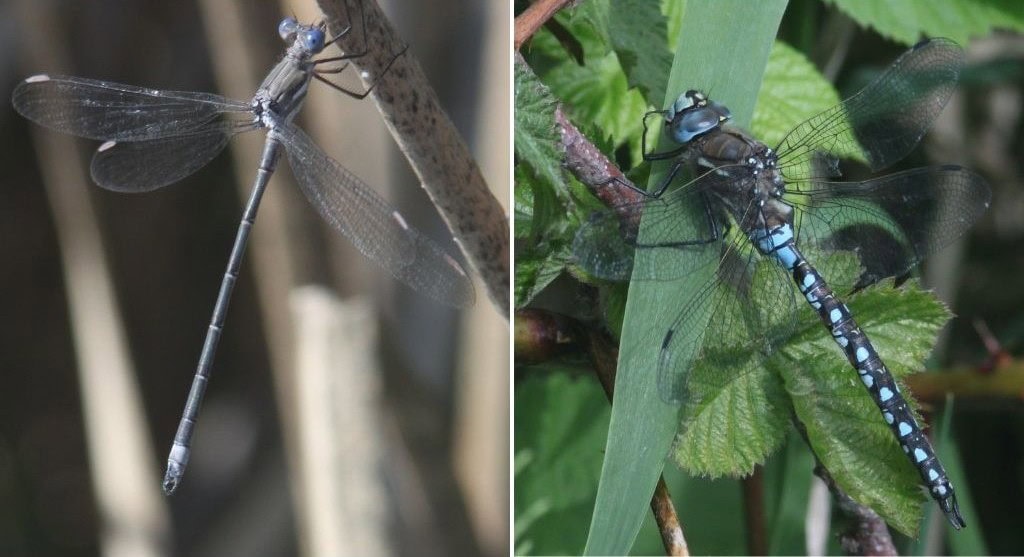 A side-by-side comparison of two Odonates. On the left, a Californian Spreadwing damselfly perches with its slender body and wings held partially open at an angle. On the right, a California Darner dragonfly shows a much thicker, robust body with blue and black mosaic patterns,resting with its wings held flat and horizontal.