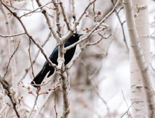 Iconic Birds in Your Winnipeg Neighbourhood
